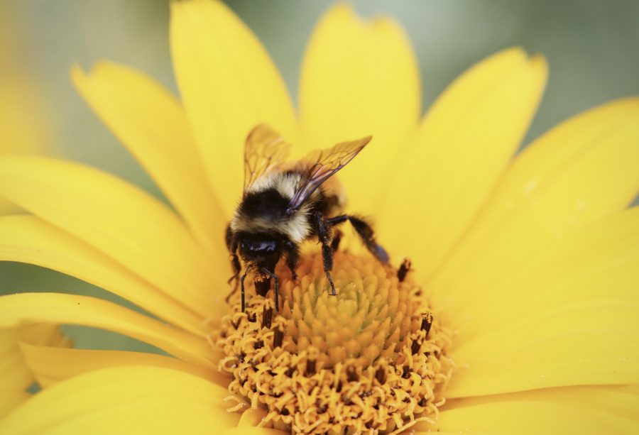 Why We Need to Save the Bees